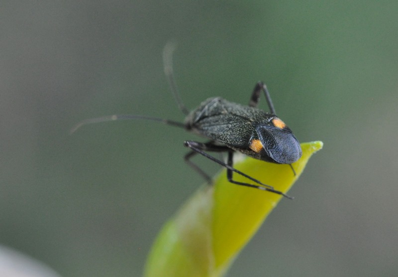 Miridae: Closterotomus cinctipes