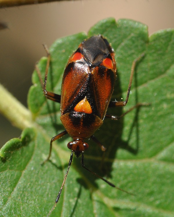 Miridae:  Deraeocoris ruber
