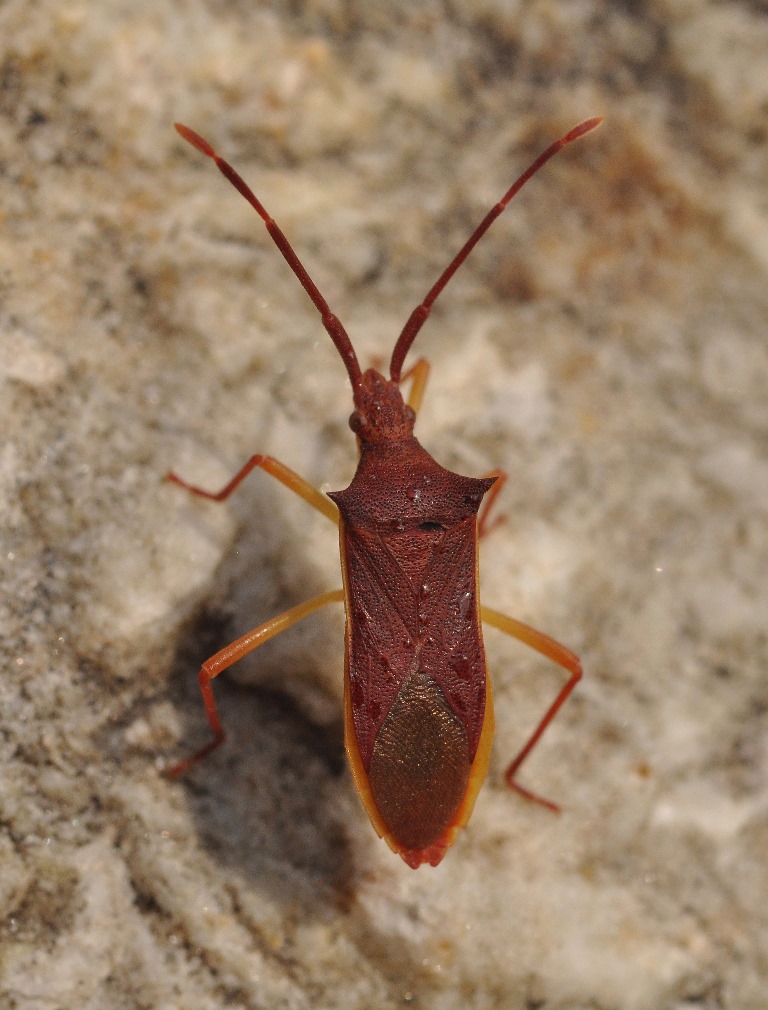 Coreidae: Gonocerus insidiator