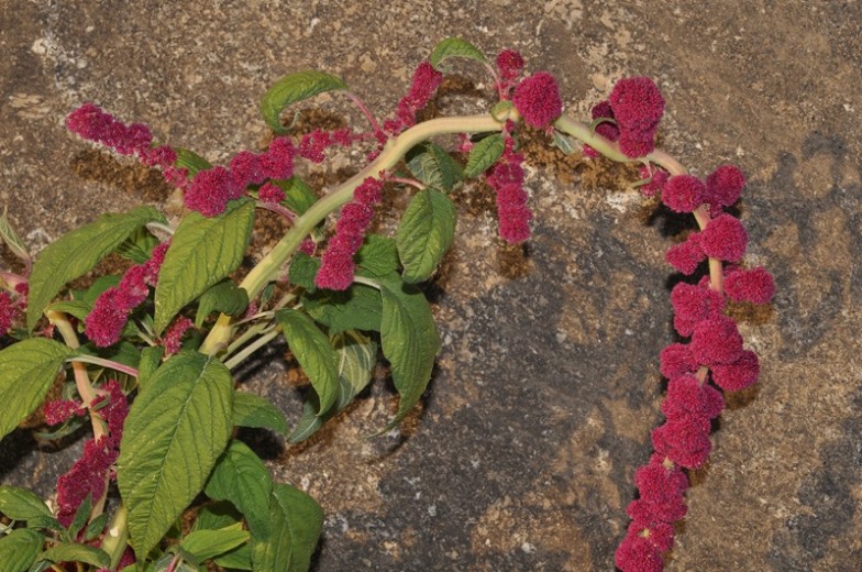 Amaranthus caudatus / Amaranto coda rossa