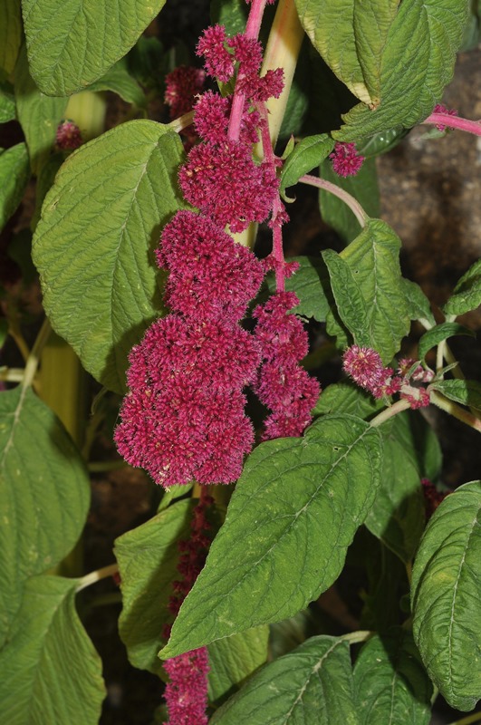 Amaranthus caudatus / Amaranto coda rossa