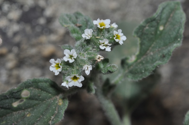 Heliotropium europaeum / Eliotropio selvatico