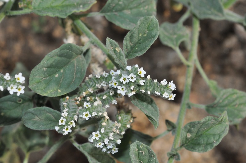 Heliotropium europaeum / Eliotropio selvatico