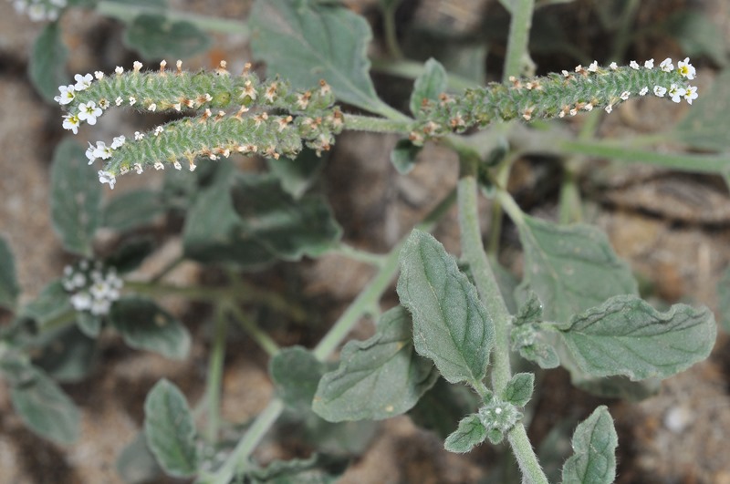 Heliotropium europaeum / Eliotropio selvatico