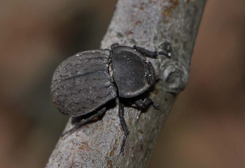 Tenebrionidae: Asida sabulosa sabulosa