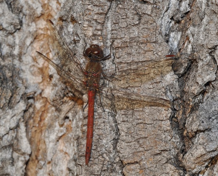 ...gli ultimi Sympetrum:  cfr. Sympetrum vulgatum