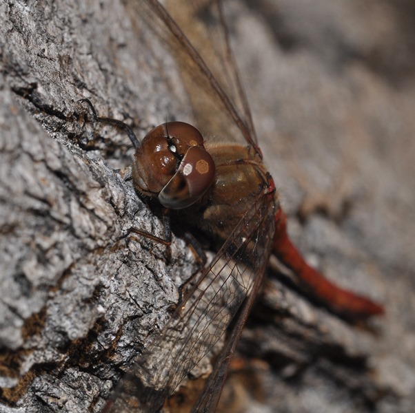 ...gli ultimi Sympetrum:  cfr. Sympetrum vulgatum