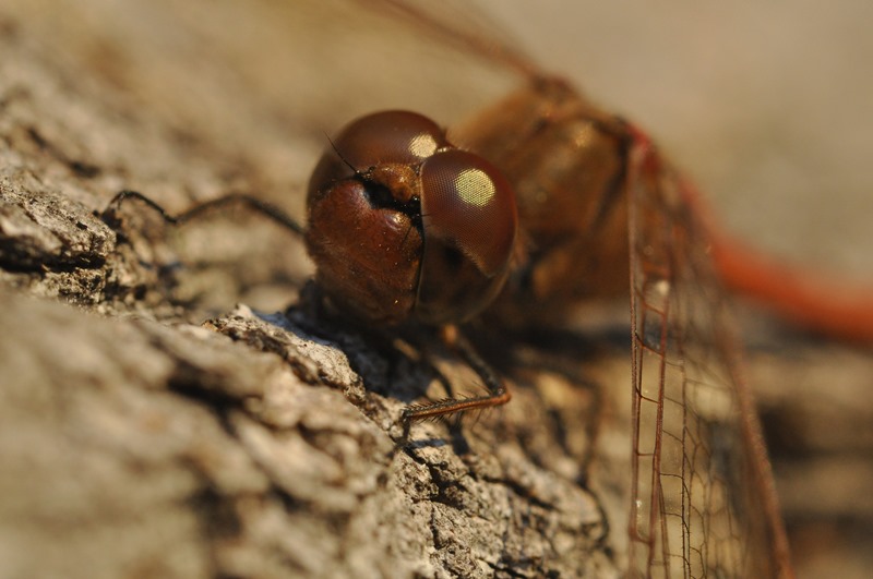 ...gli ultimi Sympetrum:  cfr. Sympetrum vulgatum