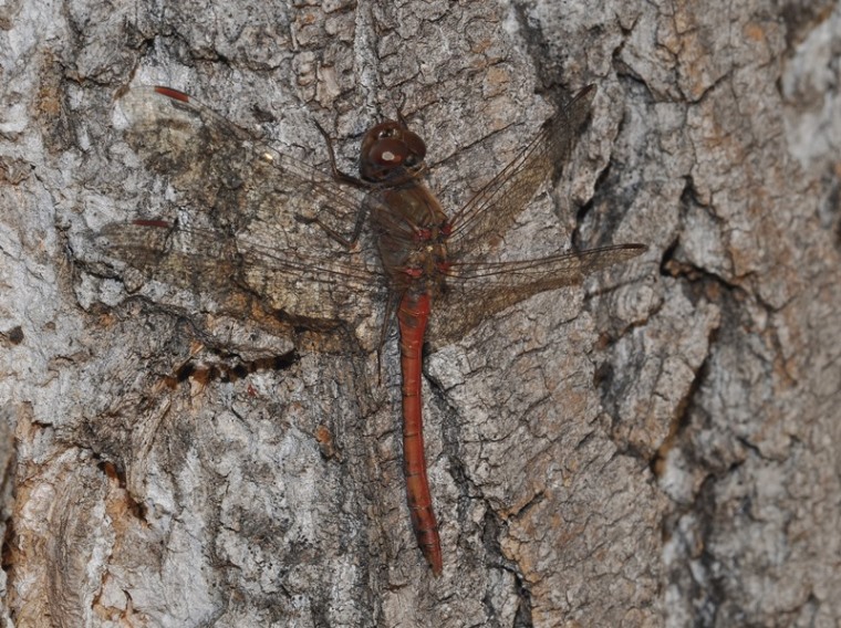 ...gli ultimi Sympetrum:  cfr. Sympetrum vulgatum