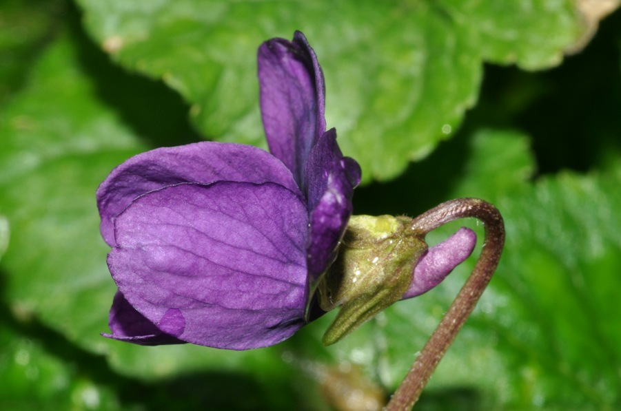 Viola odorata / Viola mammola