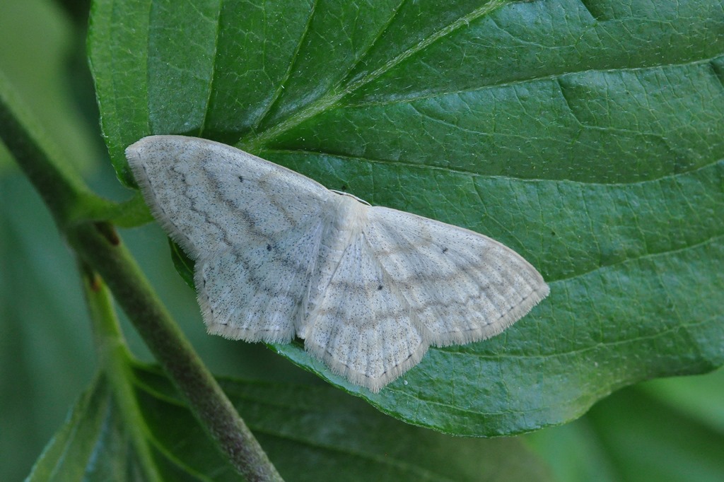 Geometridae:    Scopula nigropunctata