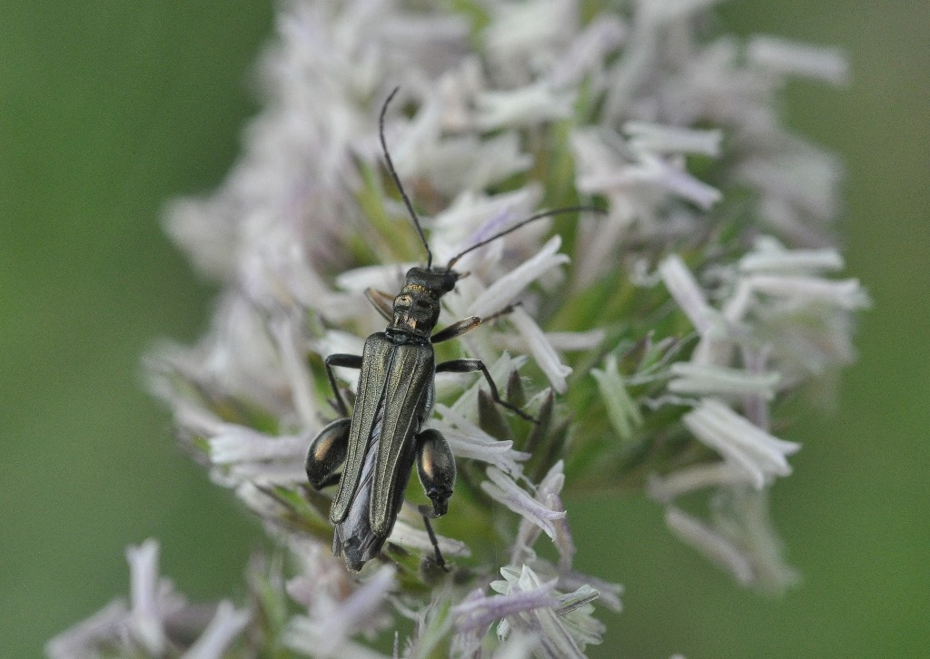 Oedemera flavipes, Oedemeridae