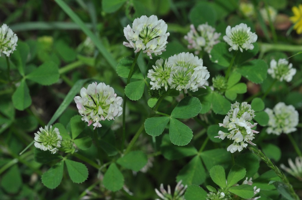 Trifolium da id...(4)