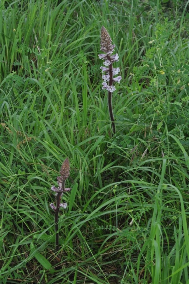 Orobanche crenata / Succiamele delle fave