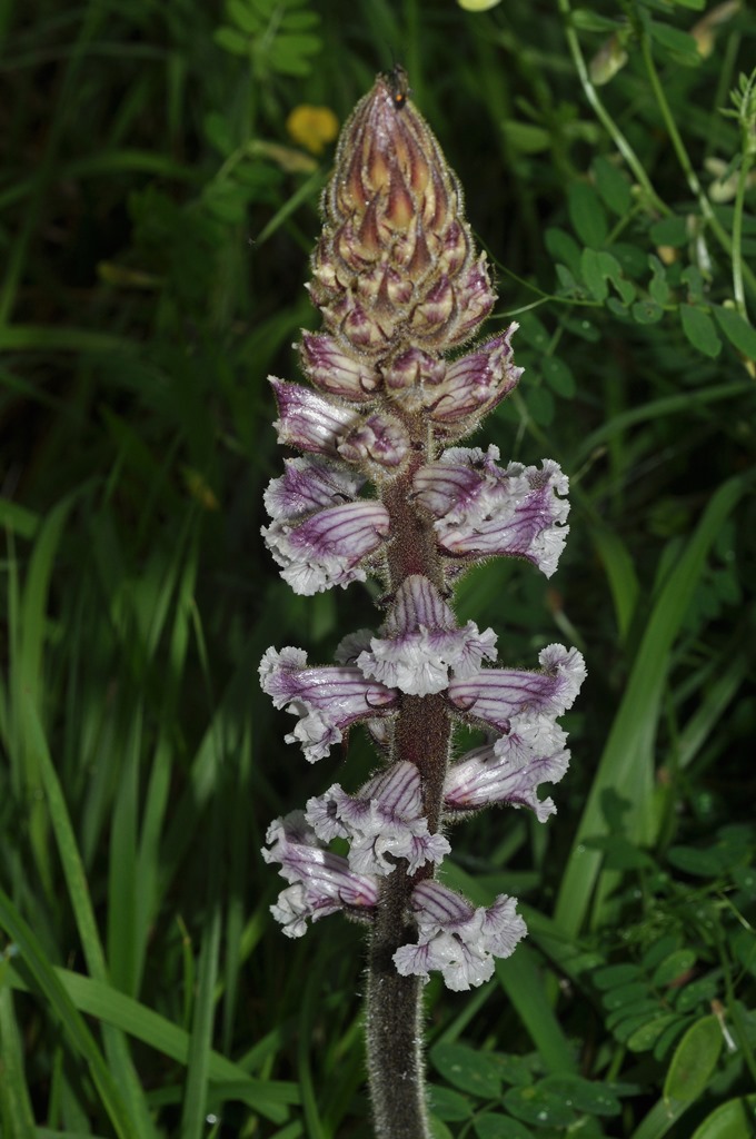 Orobanche crenata / Succiamele delle fave