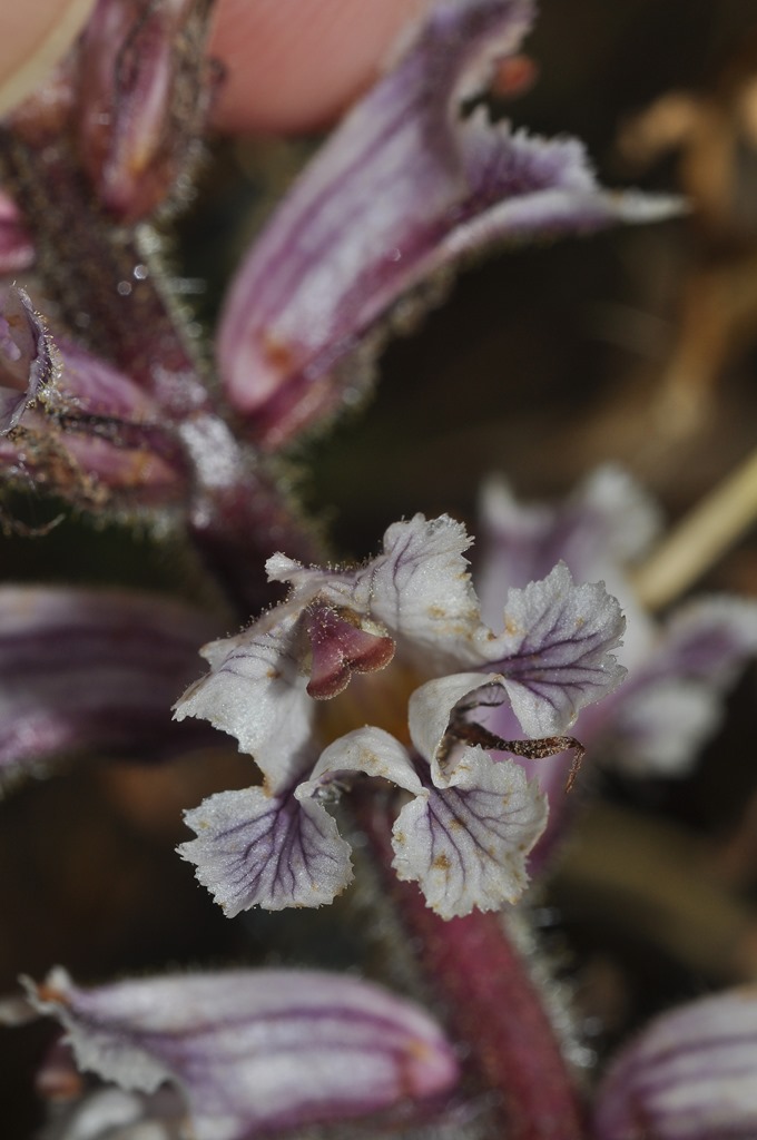 Orobanche crenata / Succiamele delle fave