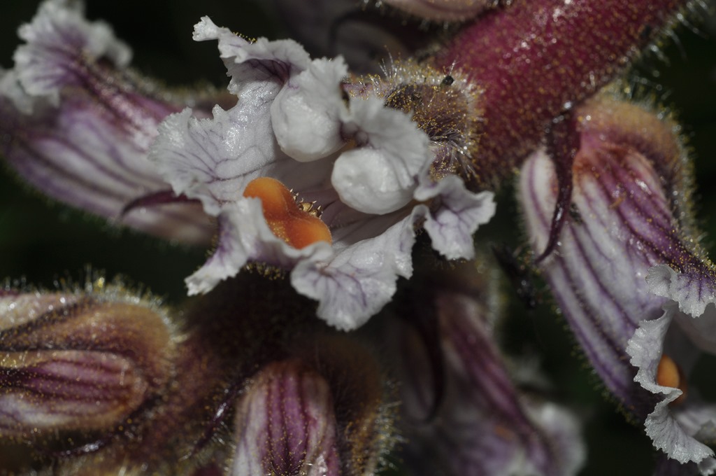 Orobanche crenata / Succiamele delle fave