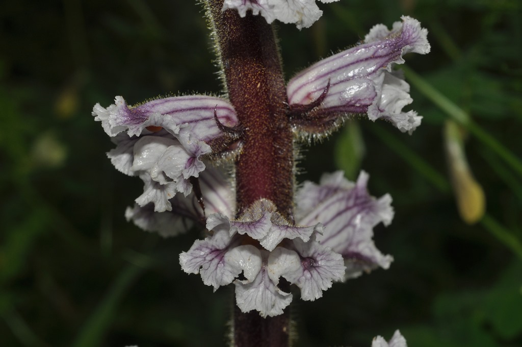 Orobanche crenata / Succiamele delle fave