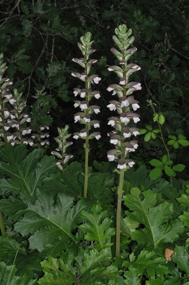 Acanthus mollis / Acanto comune