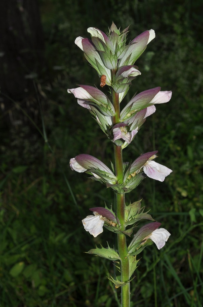 Acanthus mollis / Acanto comune