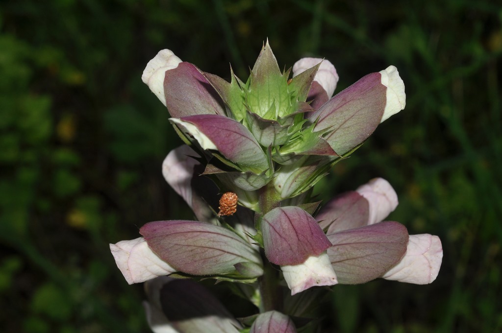 Acanthus mollis / Acanto comune