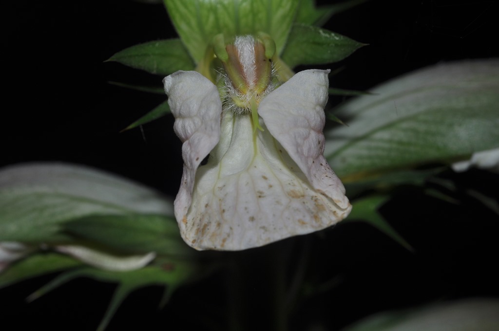 Acanthus mollis / Acanto comune
