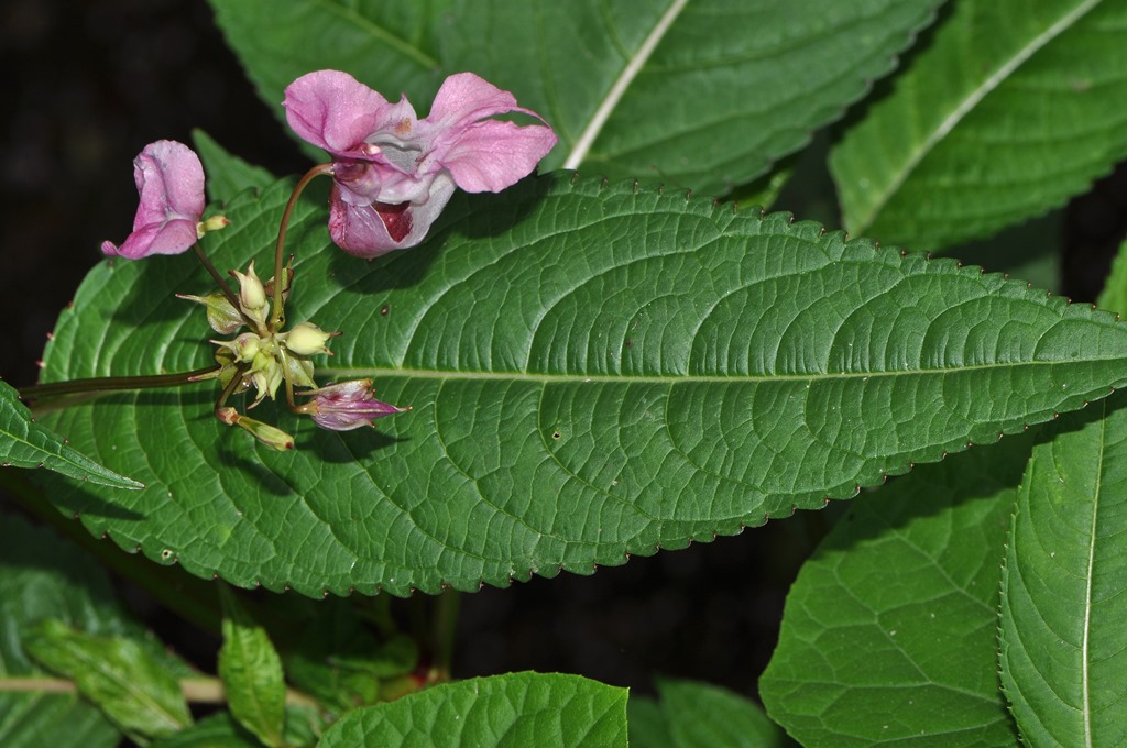 Impatiens glandulifera / Balsamina ghiandolosa