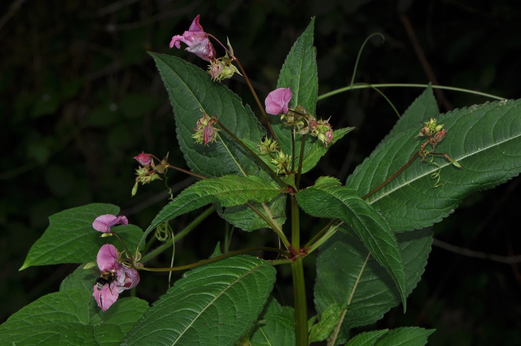 Impatiens glandulifera / Balsamina ghiandolosa