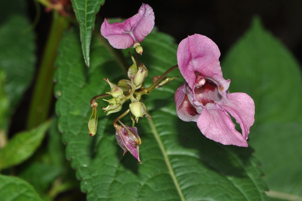 Impatiens glandulifera / Balsamina ghiandolosa