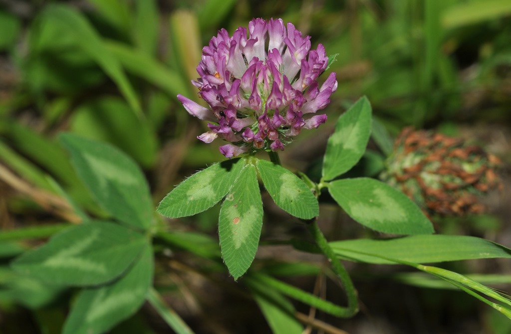 Trifolium pratense / Trifoglio dei prati