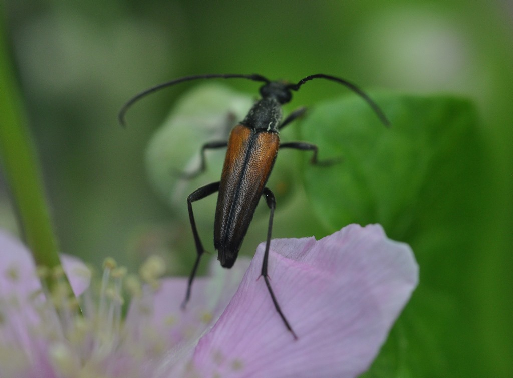 Cerambycidae: Stenurella melanura