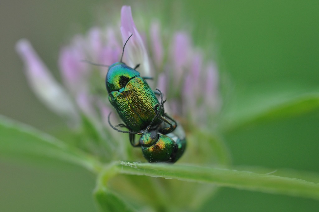 Chryptocephalus sp., Chrysomelidae
