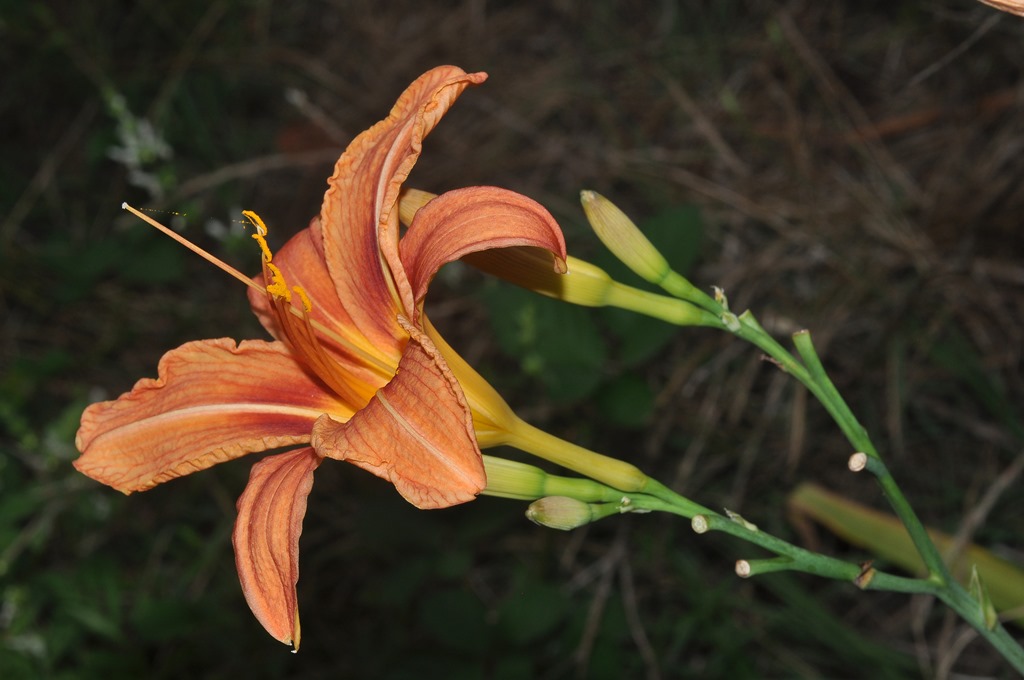 Hemerocallis fulva  (Xanthorrhoeaceae)