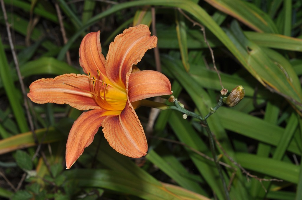 Hemerocallis fulva  (Xanthorrhoeaceae)
