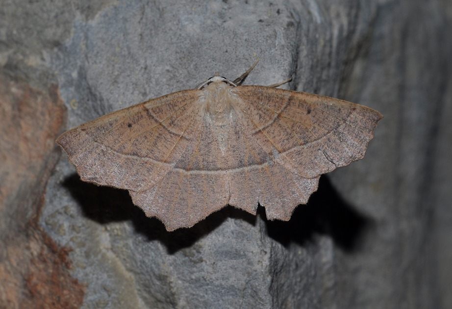 Geometridae: Campaea honoraria