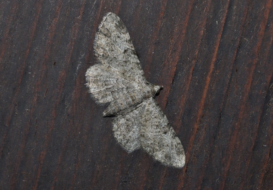 Geometridae:    Eupithecia semigraphata