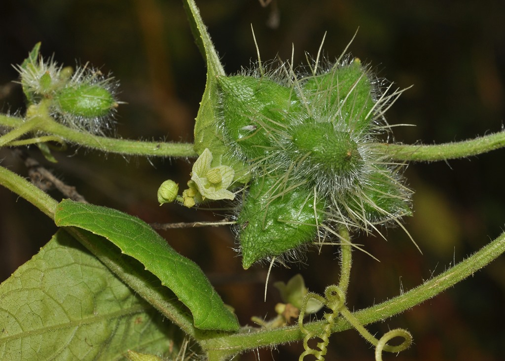 Sicyos angulatus / Sicios