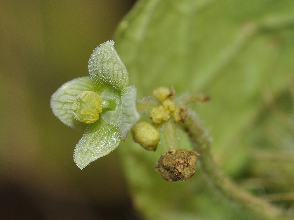Sicyos angulatus / Sicios