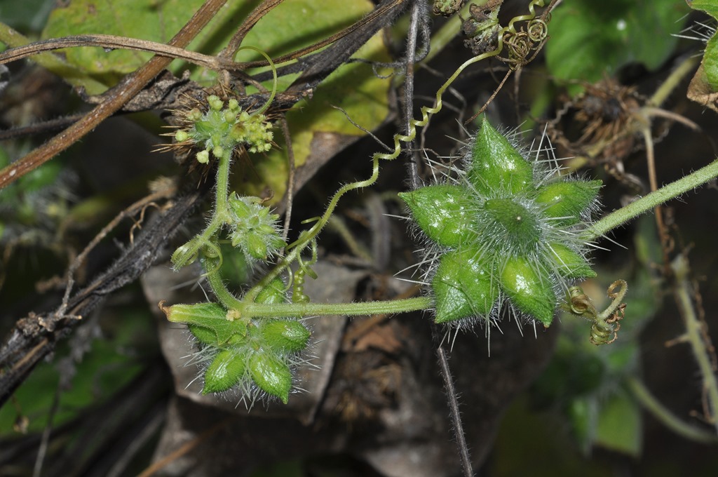 Sicyos angulatus / Sicios