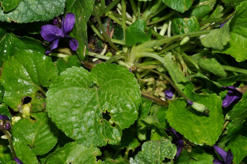 Viola odorata / Viola mammola
