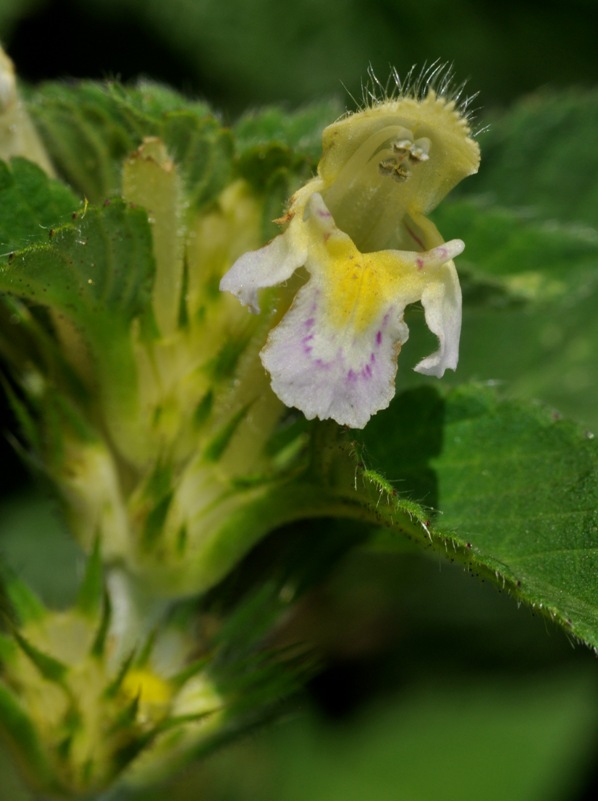 Galeopsis segetum / Canapetta campestre
