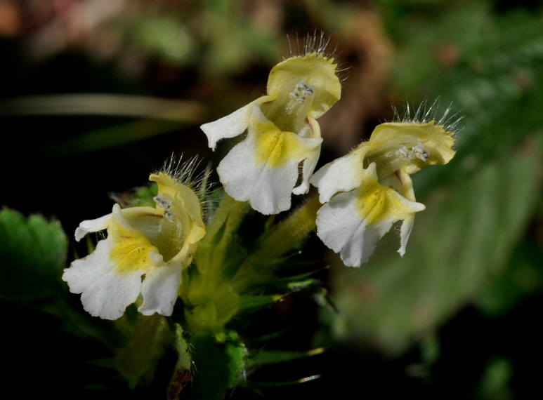 Galeopsis segetum / Canapetta campestre