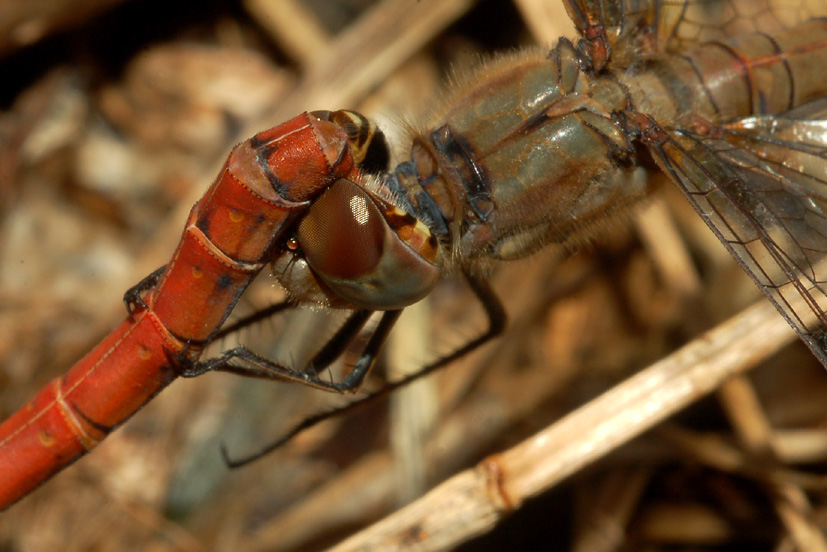 Parliamo di: Scheda Sympetrum striolatum