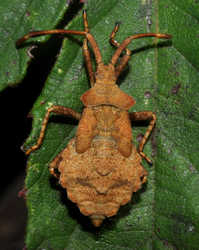 Ninfa di Coreus marginatus? S