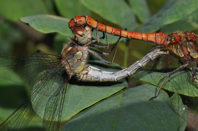 Parliamo di: Scheda Sympetrum striolatum