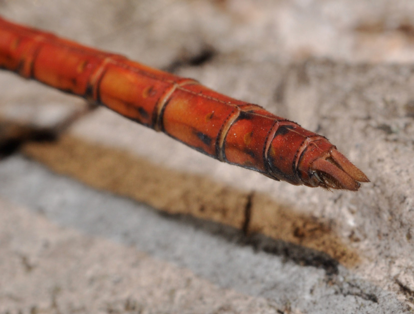 Parliamo di: Scheda Sympetrum striolatum