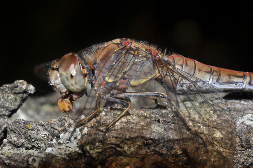 Parliamo di: Scheda Sympetrum striolatum