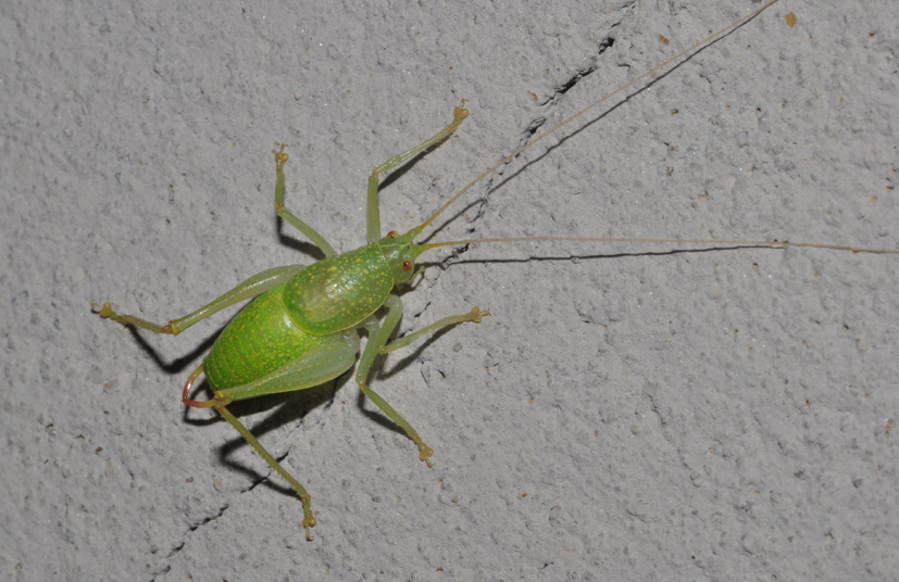 Cyrtaspis scutata