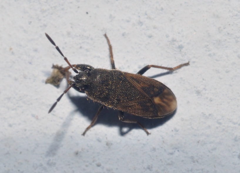 Lygaeidae: Megalonotus sabulicola della Lombardia (MI)