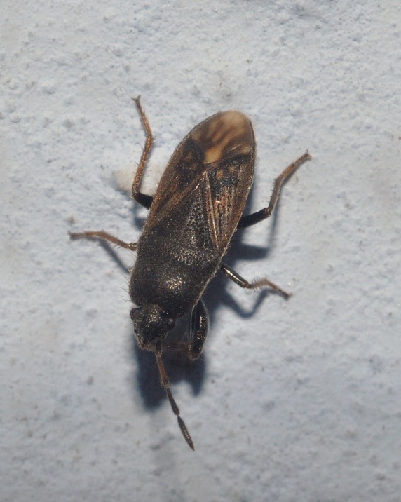 Lygaeidae: Megalonotus sabulicola della Lombardia (MI)